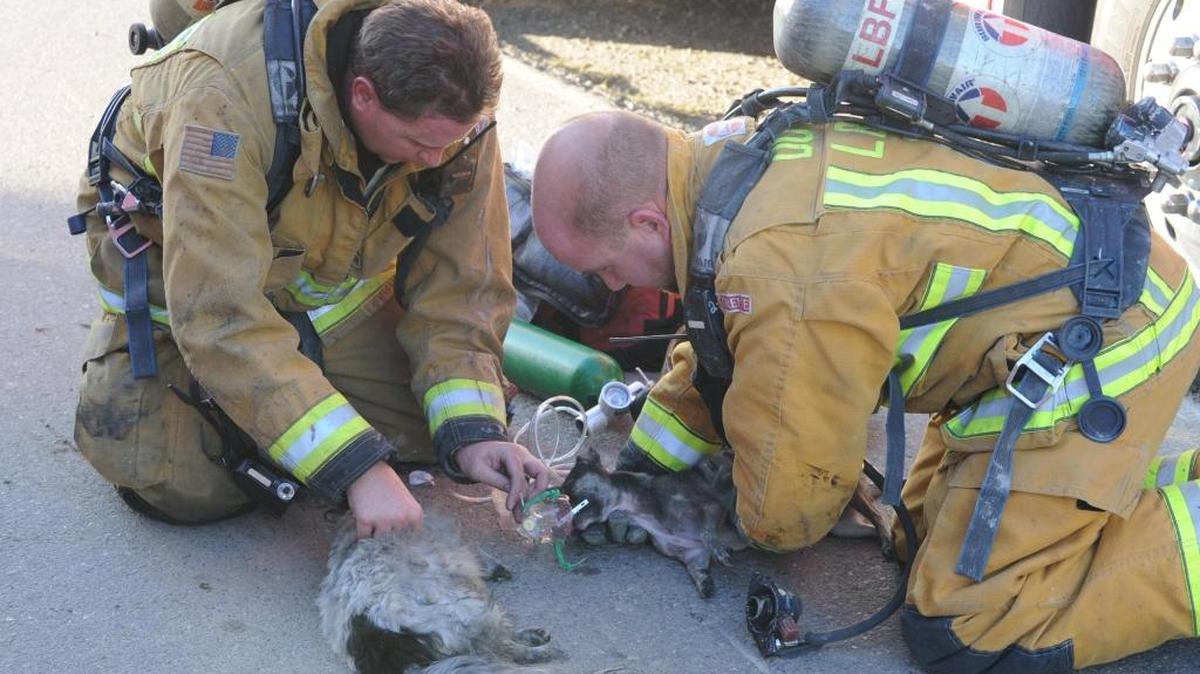 Los Banos volunteer fire Capt. John Dutra, right, attempts to resuscitate dogs removed from the Pioneer Road house Dec. 16, 2015.