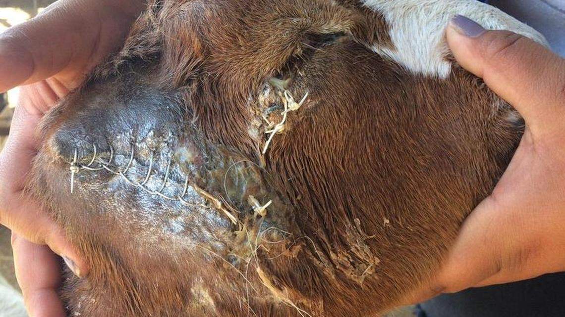 This Pacheco High School FFA goats ear was torn off by a dog. The veterinarian stitched the wound closed.