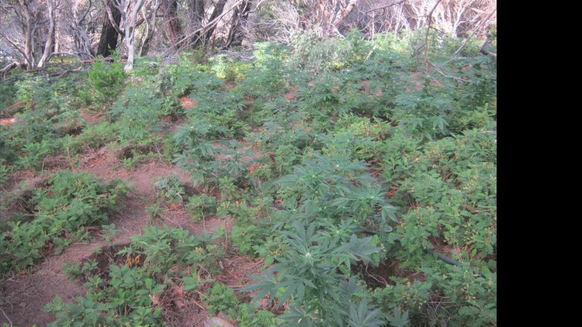 
Nearly 7,000 marijuana plants found growing in the Sierra National Forest were destroyed Wednesday by officials from the Mariposa County Sheriff’s Department and U.S. Forest Service.
