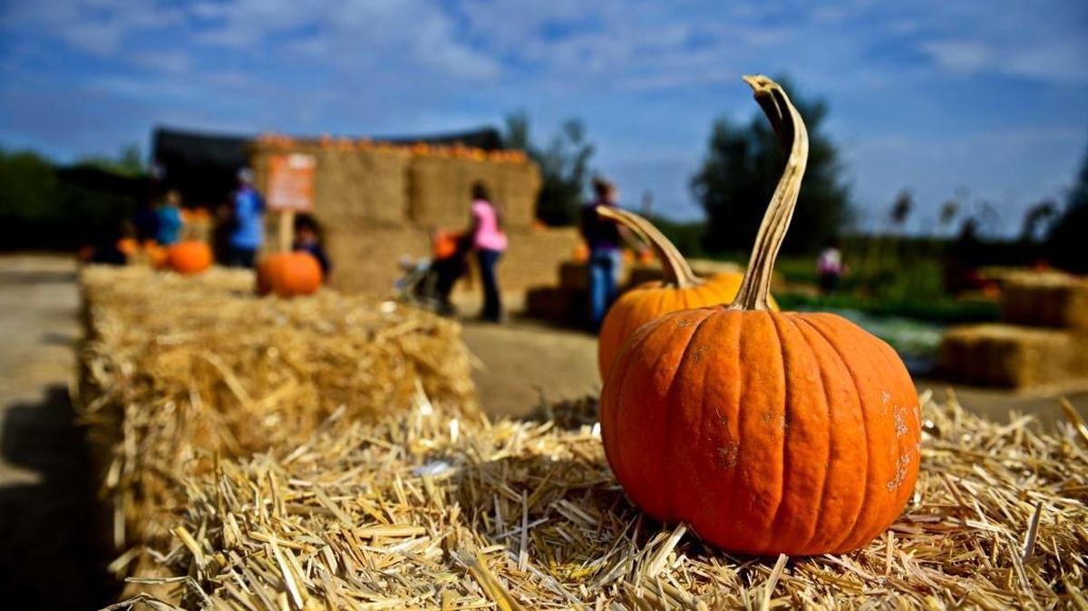 
A pumpkin sits atop a bale of hay at The Vista Ranch and Cellars pumpkin patch and corn maze in Merced in 2014.
