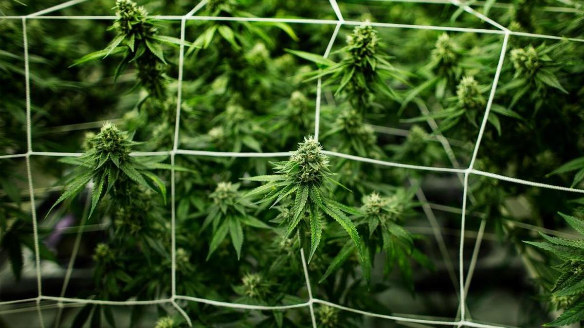 Adult cannabis plants grow inside a temperature controlled room at Canndescent’s greenhouse in Desert Hot Springs, Calif.