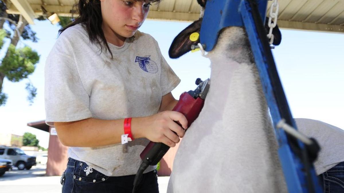 Atwater High FFA member Erica Perez grooms her sheep the day before competition started at this year’s Merced County Fair.