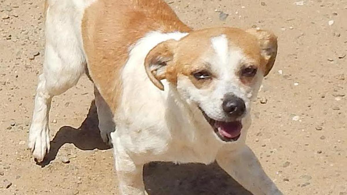 Cappi is a 1-year-old terrier mix who was abandoned in a field. He is healthy and playful, sweet and cuddly, though a bit shy on first meeting. Cappi is available for adoption at the Merced SPCA, 1021 Childs Ave., Wednesday through Saturday, from 10 a.m. to 1 p.m. Call 209-384-7722.