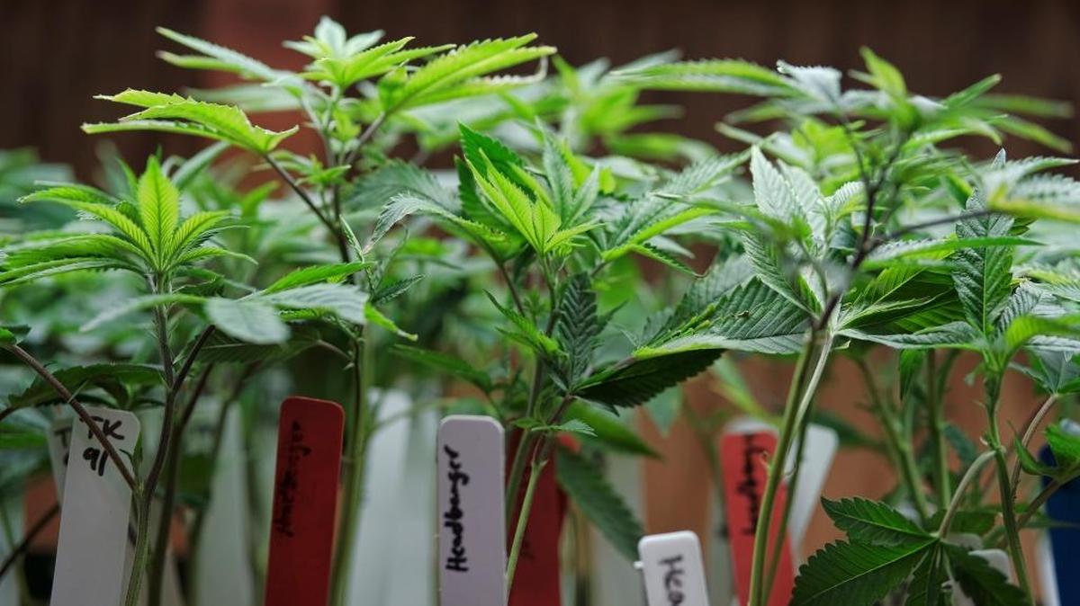 This April 15, 2017 file photo shows marijuana plants for sale at the ShowGrow dispensary a medical marijuana provider in downtown Los Angeles. Los Angeles officials are releasing proposed regulations for governing the emerging commercial marijuana industry in the city. The release Thursday, June 8, 2017, sets in motion a 60-day public comment period prior to further action by the City Council. Councilman Paul Koretz says release of the draft ordinance is a crucial step to prepare for the Jan. 1 statewide legalization of cannabis. (AP Photo/Richard Vogel, File)