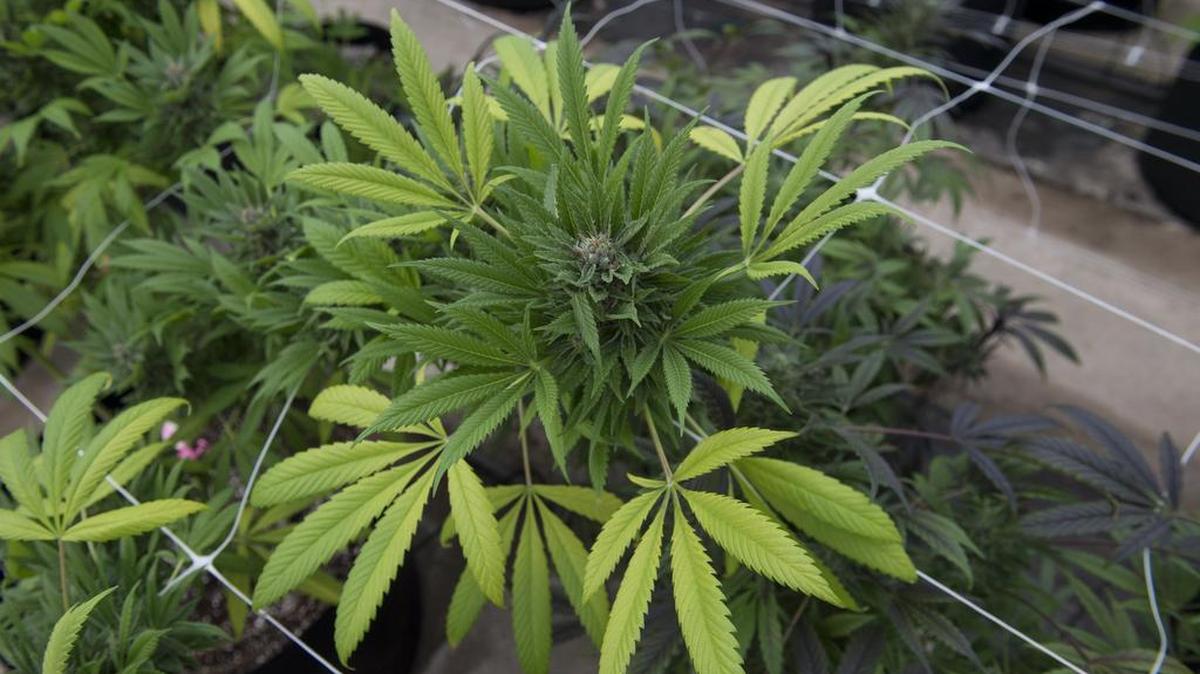 Harborside Farms operates in Salinas Valley growing medical marijuana in greenhouse facilities spanning more than 52,000 square feet. Monterey County officials predict pot agriculture could bring in $30 million annually in new tax revenues to the county.