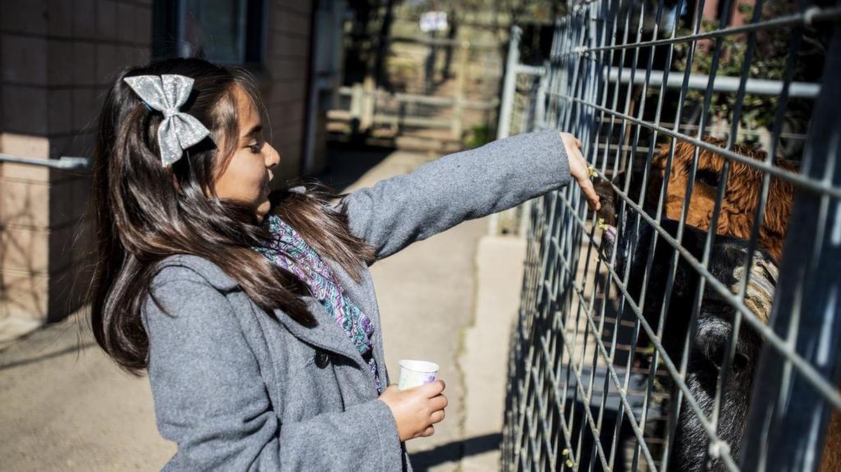 J’lynn Salas, 7, of Atwater feeds animals during the Applegate Park Zoo “Zooper Bowl” event in Merced on Saturday, Feb. 6, 2016. Mac, the cougar, as well as a group of goats, were called upon to make a prediction of who would win Super Bowl 50, played by the Carolina Panthers and the Denver Broncos on Sunday, Feb. 7, 2016.