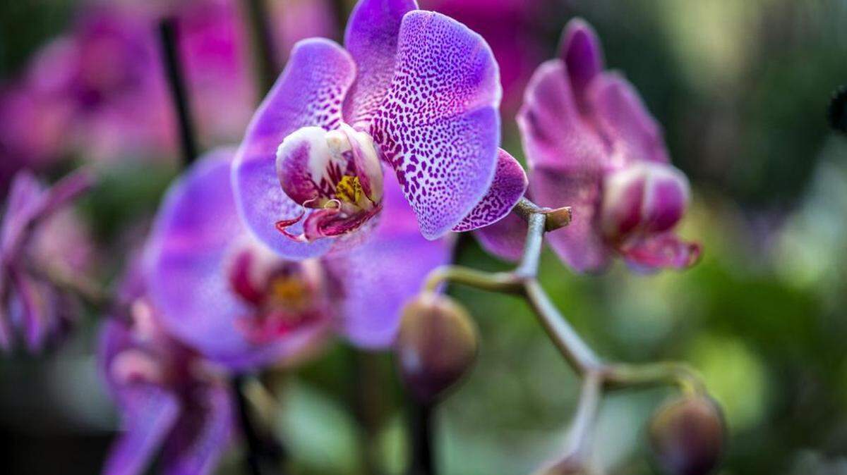 Beautiful Phalanopsis orchids are blooming at Exotic Plants on Tuesday, Feb. 7, 2017 in Sacramento, Calif.