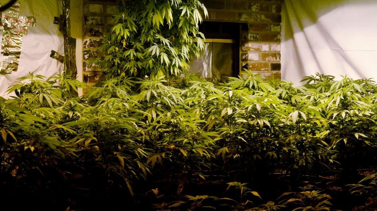 Deputies seized 754 marijuana plants Wednesday at a home on Minnie Way in Winton. Plants were crowded in front of a fireplace in the living room, above, and filled most of the other rooms in the home.