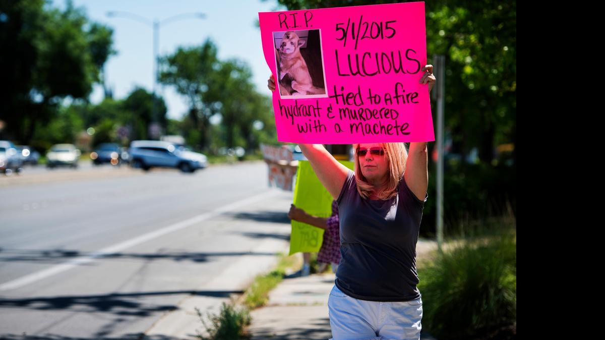 
Karen Eldridge, 53, of Merced holds a sign with a picture of Lucious, a 1-year-old husky who was attacked by two men with machetes on Friday, during a rally against animal cruelty at G Street and Olive Avenue in Merced on Saturday. The rally comes after the second reported violent dog attack of the year in the city. On Friday, Lucious was attacked by two men with machetes while tied to a fire hydrant near Austin Avenue and Conestoga Drive. Lucious survived the attack and was later euthanized by authorities.
