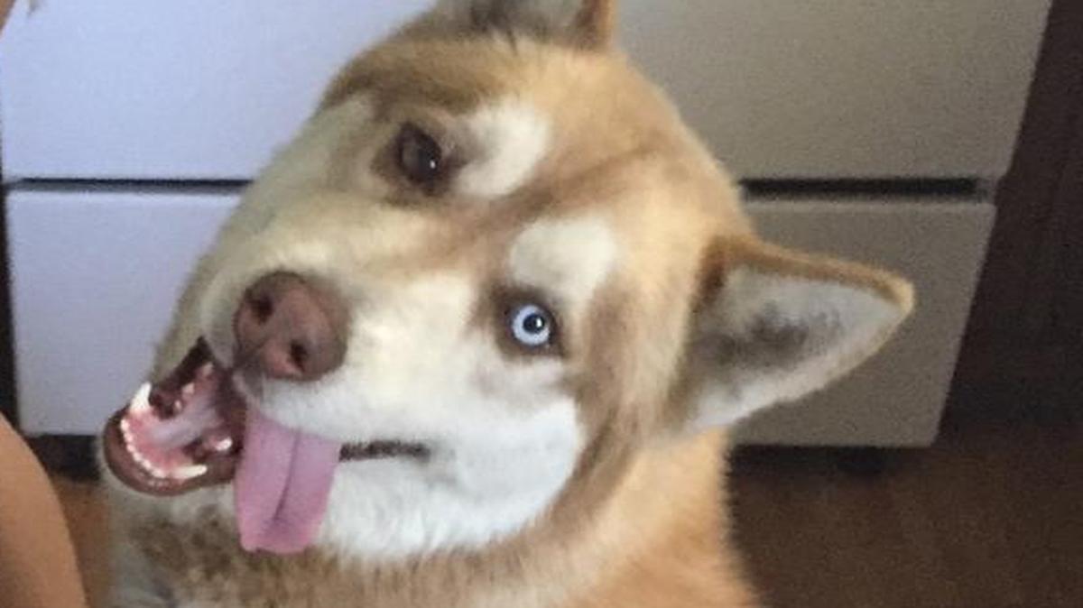 
Lucious, a 1-year-old husky, was brutally attacked by two men with machetes while tied to a fire hydrant near the intersection of Austin Avenue and Conestoga Drive in Merced on May 1, authorities say. 

