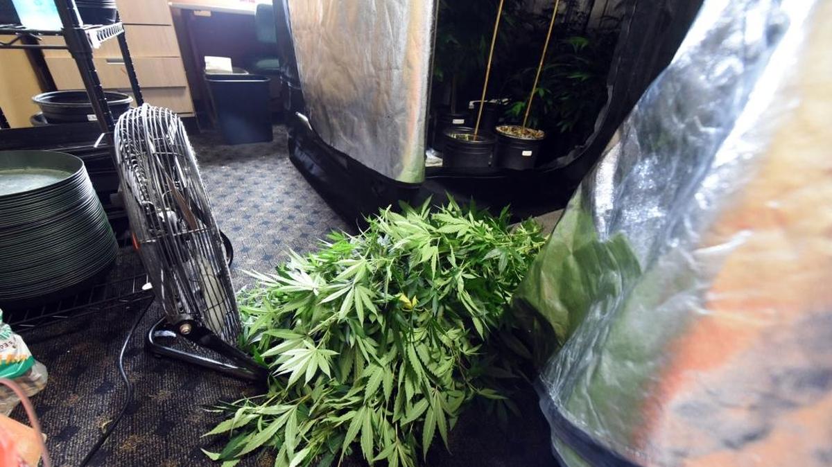 Makeshift greenhouses inside Kiona Farm’acy held some of the 61 plants found Tuesday by Merced County Sheriff’s deputies. The deputies were serving an eviction notice at the business when they found the plants, which were confiscated.