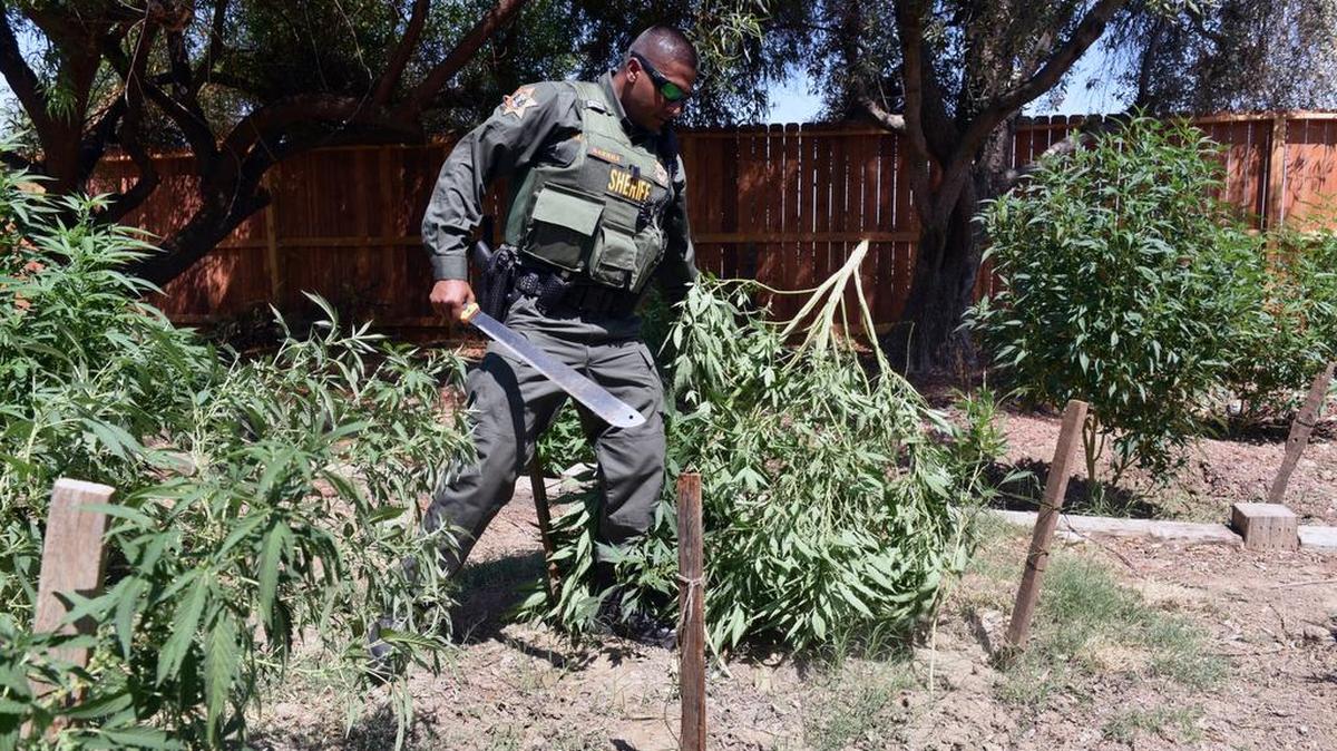 
Deputy Bhupinder Karrha slashes a cannabis plant Sunday, behind a home on Plow Camp Road in Los Banos. The raid was one of five conducted targeting suspected commercial marijuana growers in Merced County.
