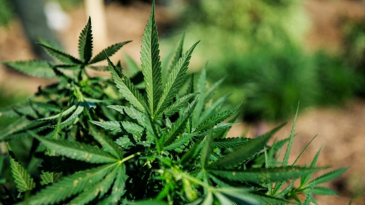 As marijuana harvest season hits its stride, Merced County sheriff’s investigators are hoping to head off the violence and robberies they say are commonly associated with this time of year.