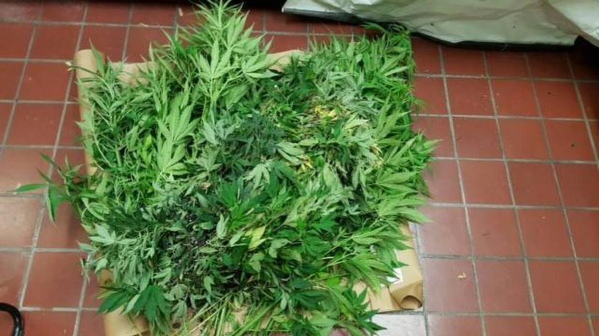 Merced gang investigators seized 77 marijuana plants from a home on Creekside Drive, the Police Department reported.