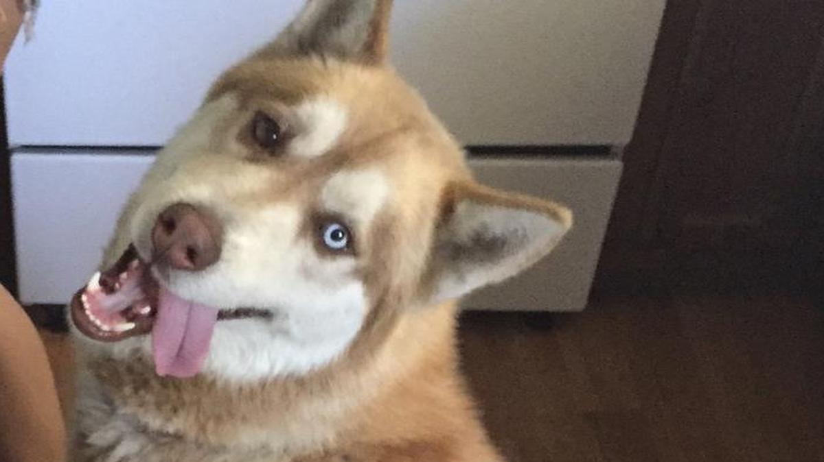 
Lucious, a one-year-old husky who was brutally attacked by two men with machetes while tied to a fire hydrant near the intersection of Austin Avenue and Conestoga Drive in Merced in May . 
