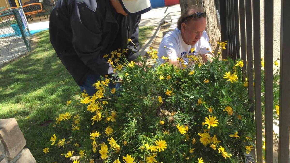 Kiwanis President Jim Jordan (left) and Kiwanis member Harry Norman (right) attempt to push up a shrub that was damaged by vandals sometime after the Easter egg hunt Saturday at Kiddieland.