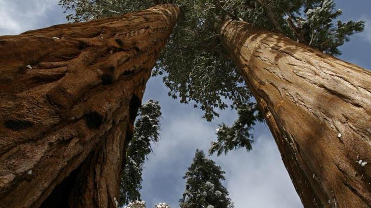 Giant sequoias tower over visitors to the Giant Forest at Sequoia National Park on Thursday March 9, 2006.