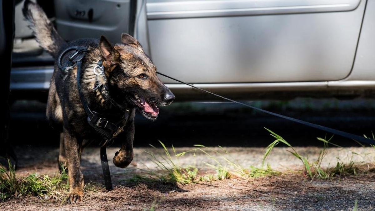 Merced County Sheriff’s Office dog Rocky, shown last year at a training session in Atwater, sniffed out a man running from deputies on Tuesday.
