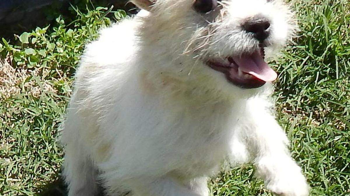 A former Pet of the Week in the Merced Sun-Star.