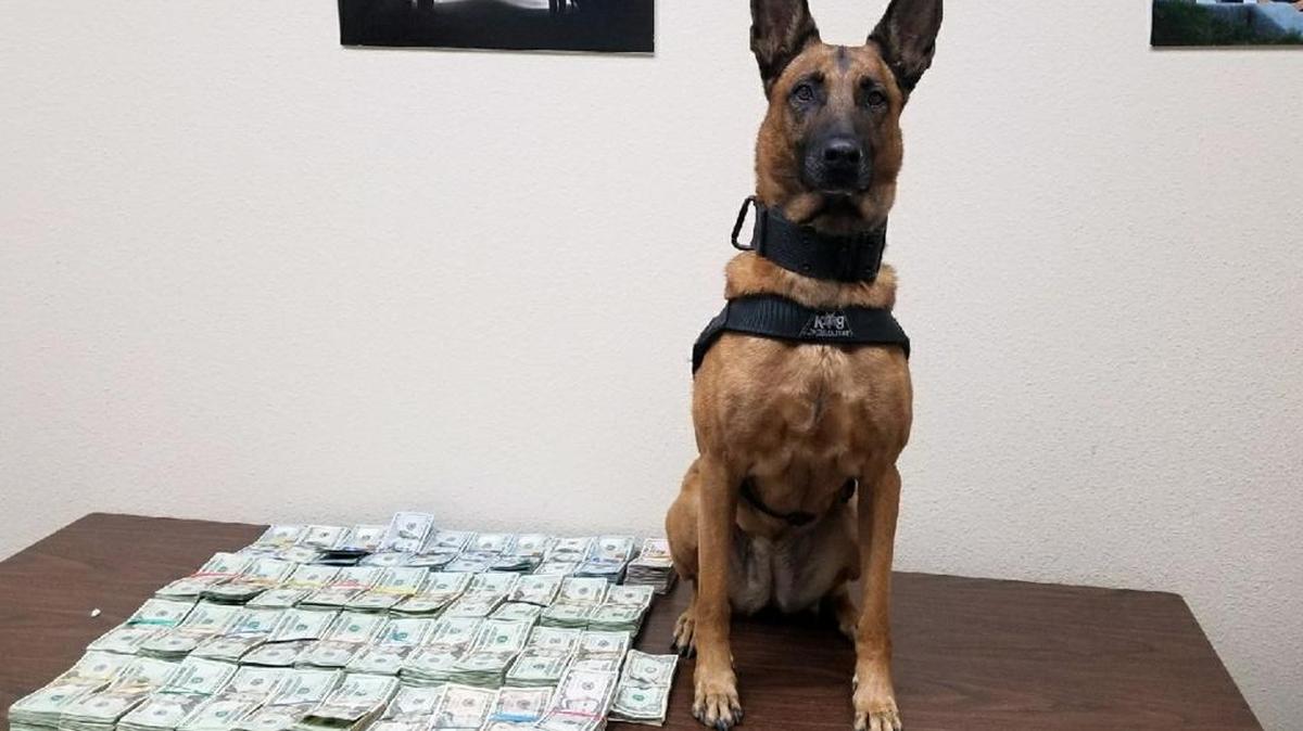 California Highway Patrol K-9 officer Laika on Friday, Sept. 1, 2017, sniffed out more than $100,000 in cash used to by narcotics, according to CHP. It was her 8th birthday too.