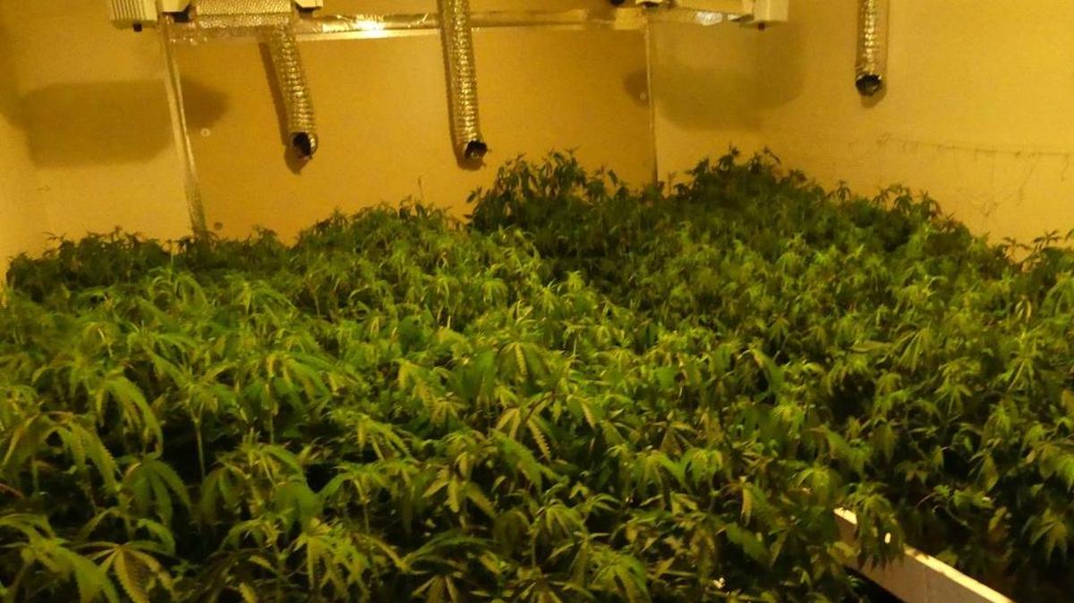 Hundreds of plants and grams of processed marijuana were discovered after the Los Banos Police Department and Merced Area Gang Narcotic Enforcement Team served a narcotics search warrants on May 5 and May 12.