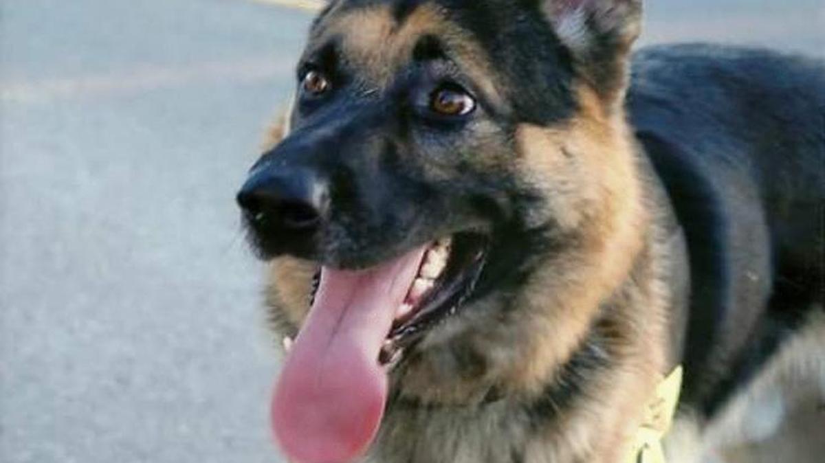 Merced police on Tuesday credited their canine, “Rex,” with helping arrest a teenager accused of shooting man during a failed robbery.