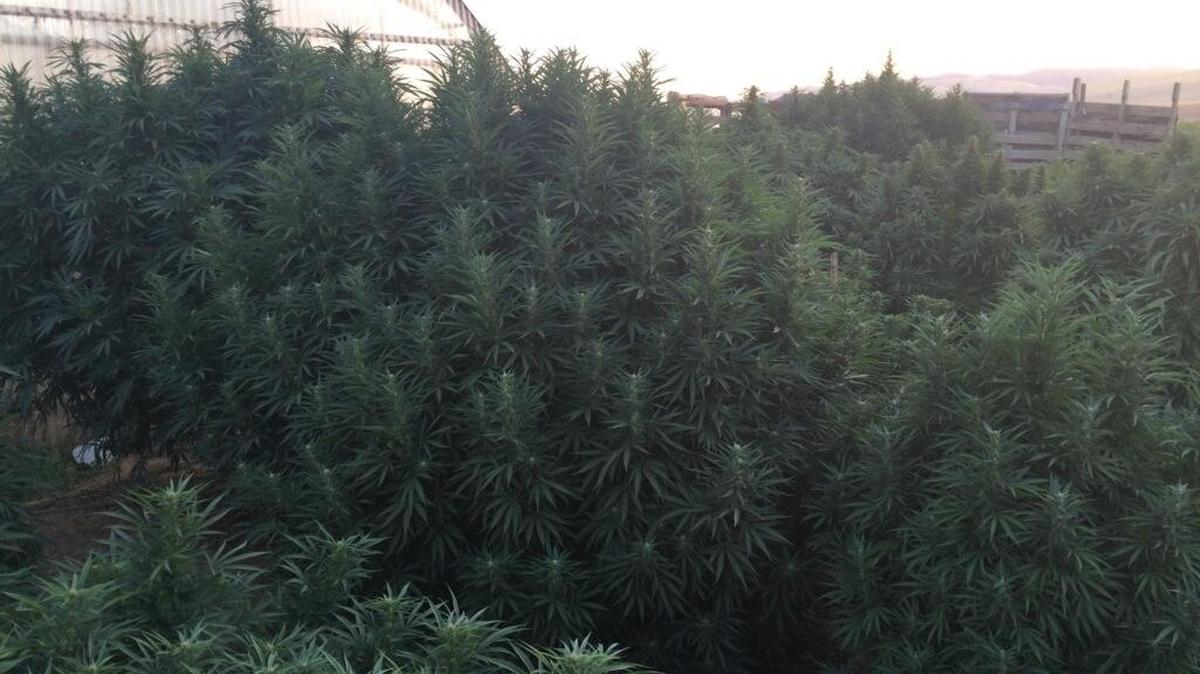 
Deputies eradicated about 90 plants from a home int he7800 block of Whitworth Road, south of town. The plants ranged in height from 8 to 12 feet tall and were capable of producing at least 5 and as many as 8 pounds of marijuana buds each, Sgt. Ray Framstad said.
