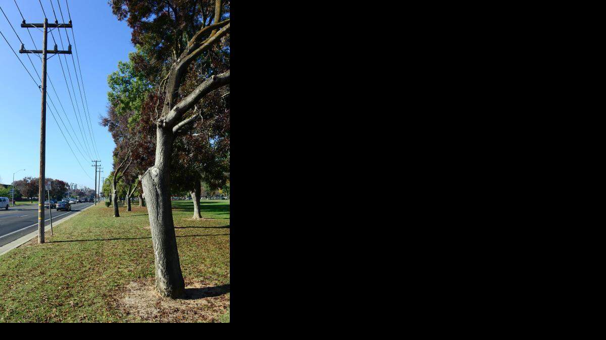 
Trees around the perimeter of Merced College show signs of damage, poor health and repeated pruning on Wednesday. College leaders plan to remove about 80 trees for those reasons.
