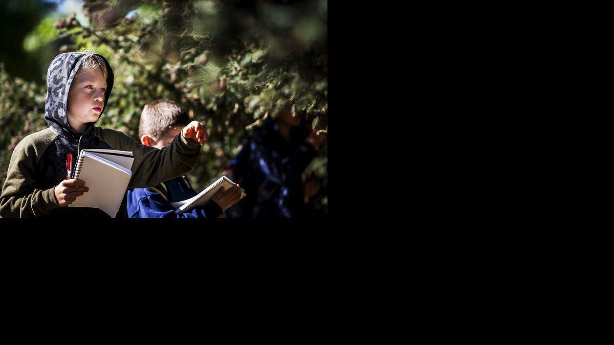 
Ben Liske, 8, of Merced reaches out to touch the branch of a pine tree during a Building Young Leaders treasure hunt at Applegate Park in Merced on Wednesday. The activities are organized to keep students active and busy during spring break.

