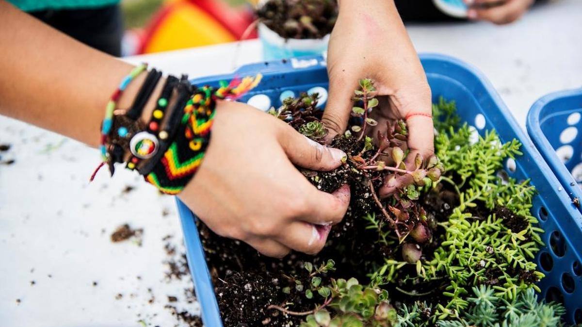 
A Merced Art Hop-goer picks through succulents, a drought-resistant plant, during an event in April. The city of Merced plans a workshop on Saturday to discuss green lawns and water saving. 
