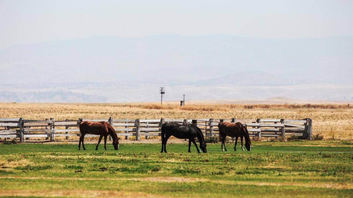 The Sierra Nevada are barely visible through the haze as horses graze on a ranch near the intersection of North Arboleda Drive and East Yosemite Avenue in Merced, Calif., Tuesday, July 26, 2016. According to the San Joaquin Valley Air Pollution Control District, the Hourly Ozone Concentration has reached a Real-Time Outdoor Activity Risk level of three, unhealthy for sensitive groups at 76 parts per billion.