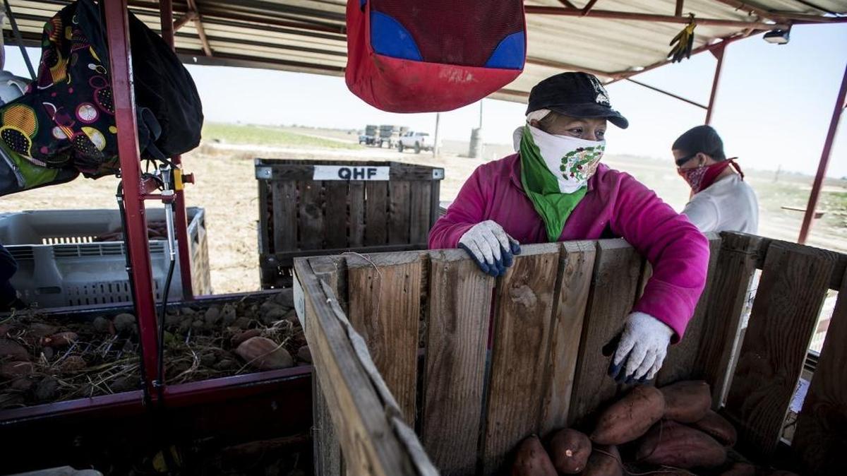 
Workers harvest sweet potatoes at Quail H Farms in Livingston on Wednesday, Sept. 23, 2015. The first day of fall experienced temperatures that hovered around 90 degrees.
