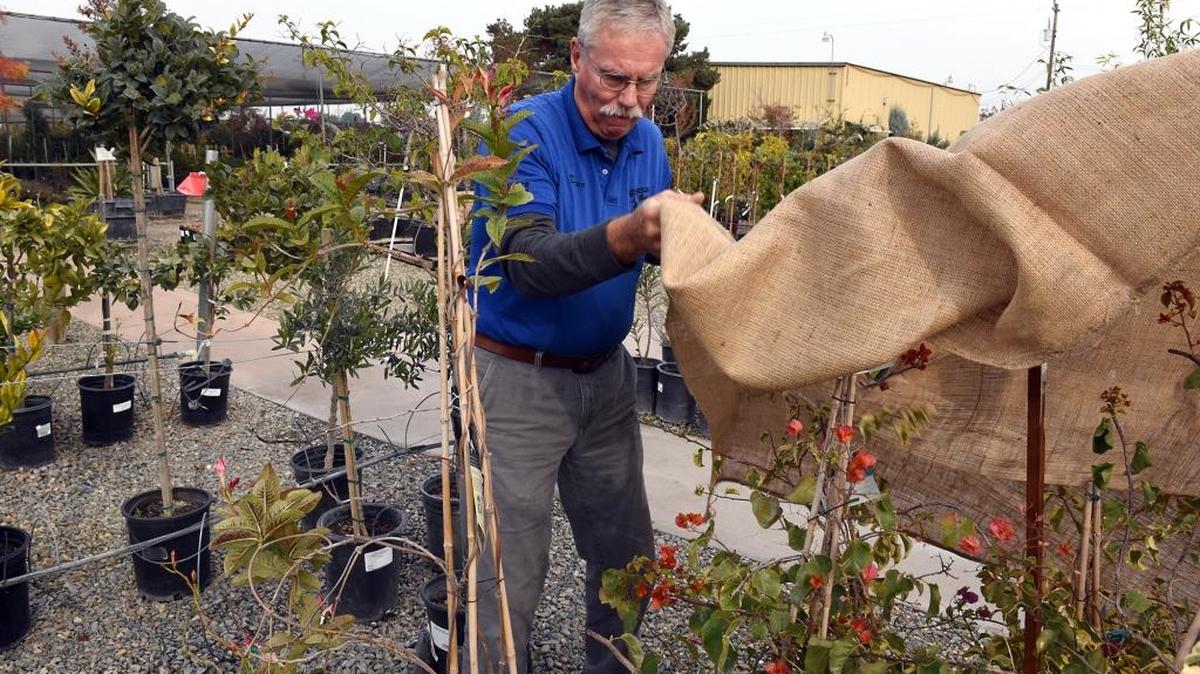 Dave Provost with Morris Nursery in Riverbank uses a burlap frost blanket to cover bougainvillea Monday afternoon in preparation for Tuesday night’s chilly weather.