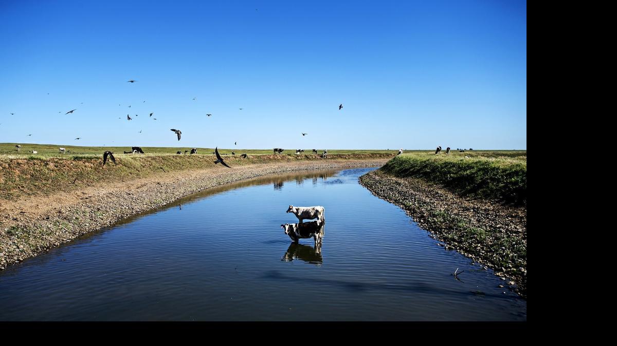 
Cows stand in an irrigation waterway near Snelling Road in Merced County in March.
