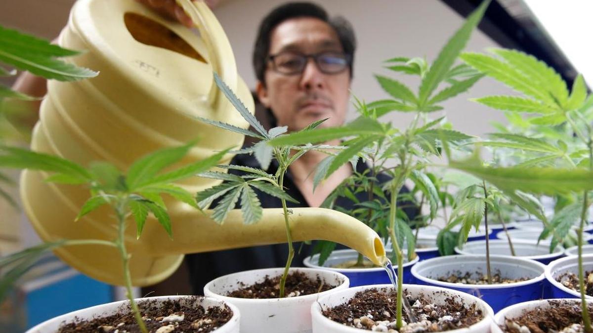 An ordinance in the works in Merced would prohibit the sale of cannabis, as well as cultivation, shipping or receiving of the drug, including for medical use. Above, an employee at a medical marijuana dispensary in Sacramento waters young plants.