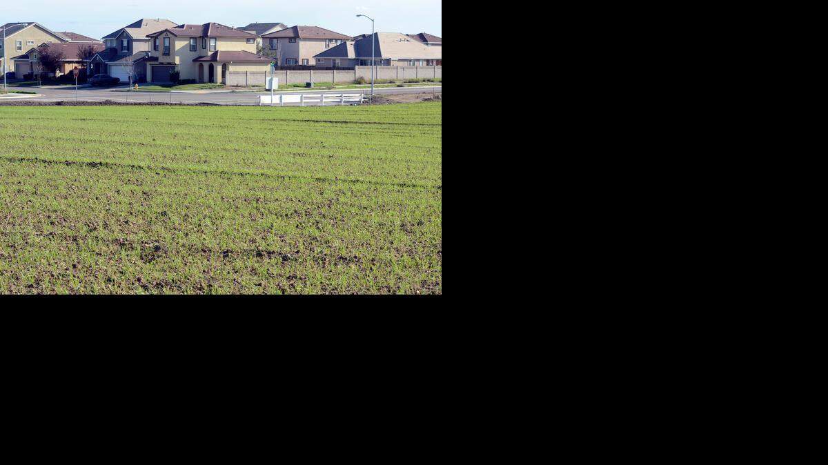 
The Merced City Council took the unusual step of approving the conditional use of land in Bellevue Ranch West, like that seen here near homes on Tuesday, for agricultural purposes without the developer first taking the plan before the city’s Planning Commission.
