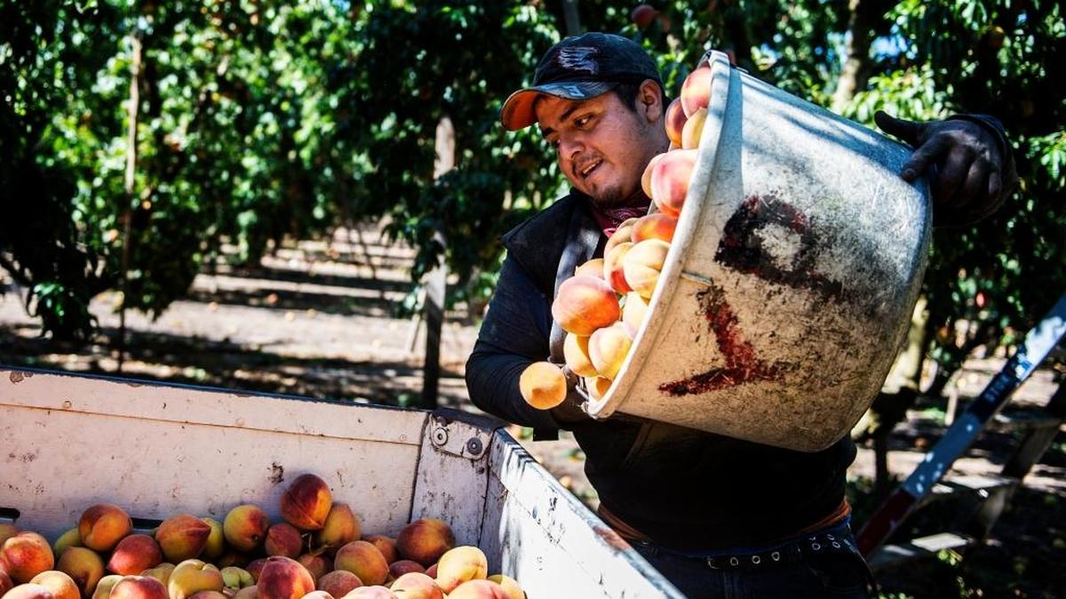 Juan Carlos Manuel of Merced empties a container of freshly picked peaches on the orchard at Weimer Farms in Atwater in July. Seasonal farm jobs took the biggest dip of any sector in December, according to the Employment Development Department.
