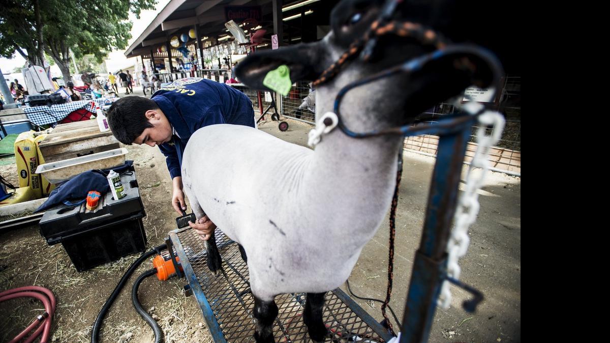 
Gustine High School student Javier Rodriguez, 16, grooms a sheep at the Merced County Fairgrounds in Merced, Calif., Tuesday.
