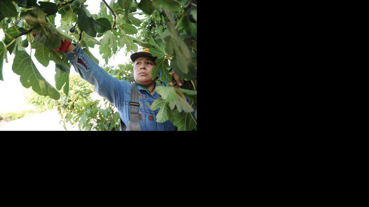 
Marcela Mendoza picks figs in 2013 at Shasky Farms in Le Grand, a family farm that typically sells produce at Merced’s weekly farmers market. That market will move downtown near Bob Hart Square after April 18. 
