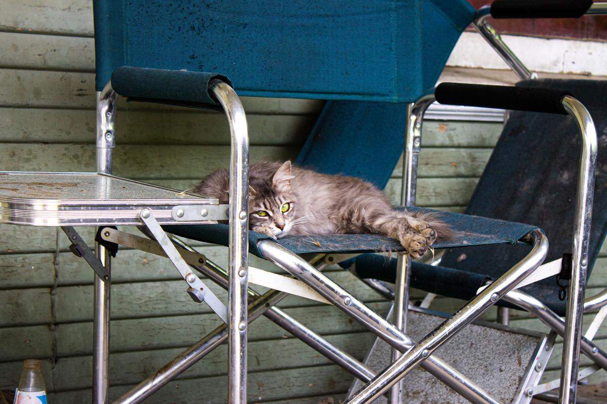 A stray cat claims a chair on the front porch of home near downtown Merced. The family has struggled with stray cats in their yard since a neighbor was evicted several months before.