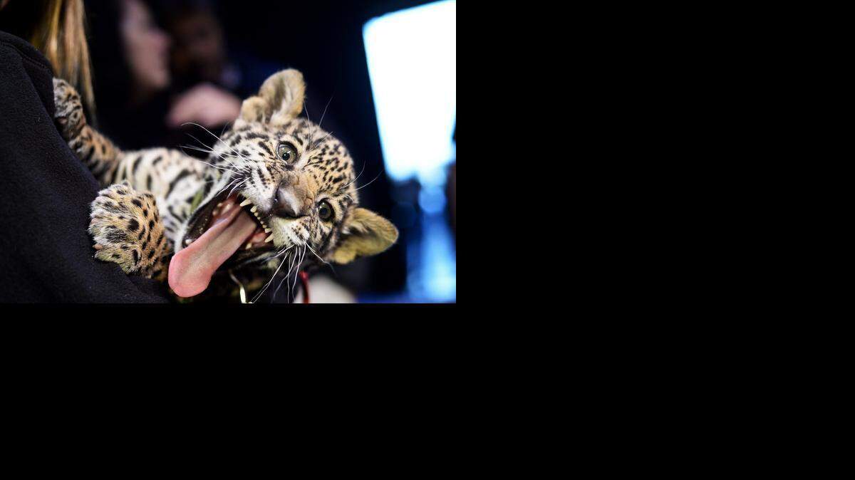 
A young leopard yawns as it is held by Lydia Richie of Project Survival, located in Dunlap, prior to the “Into the Wild Live” tour, with world famous zookeeper and television personality Jack Hanna, 68, at the Merced Theatre in Merced on Friday.
