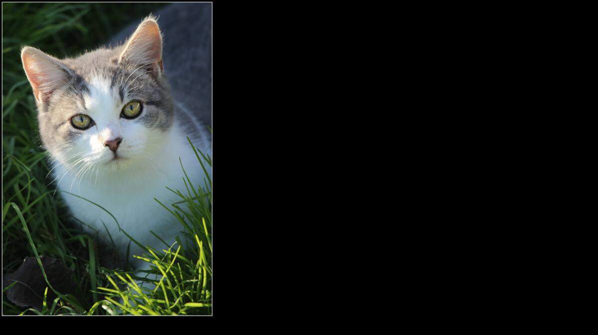 
Hi my name is Simon. I love to play. I love to sit and the grass and when my friends come by I pounce on them then I rub up and purr. I love other kitties and I am very curious. For more information on me please contact Last Hope Cat Kingdom.
