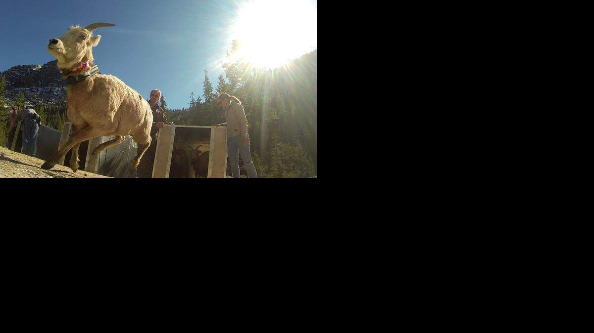 
An endangered Sierra Nevada bighorn sheep runs into the Yosemite National Park wilderness late last week as part of a project to build up the population. The animal population is up to about 600 after dipping to 100 in the year 2000. 


 
