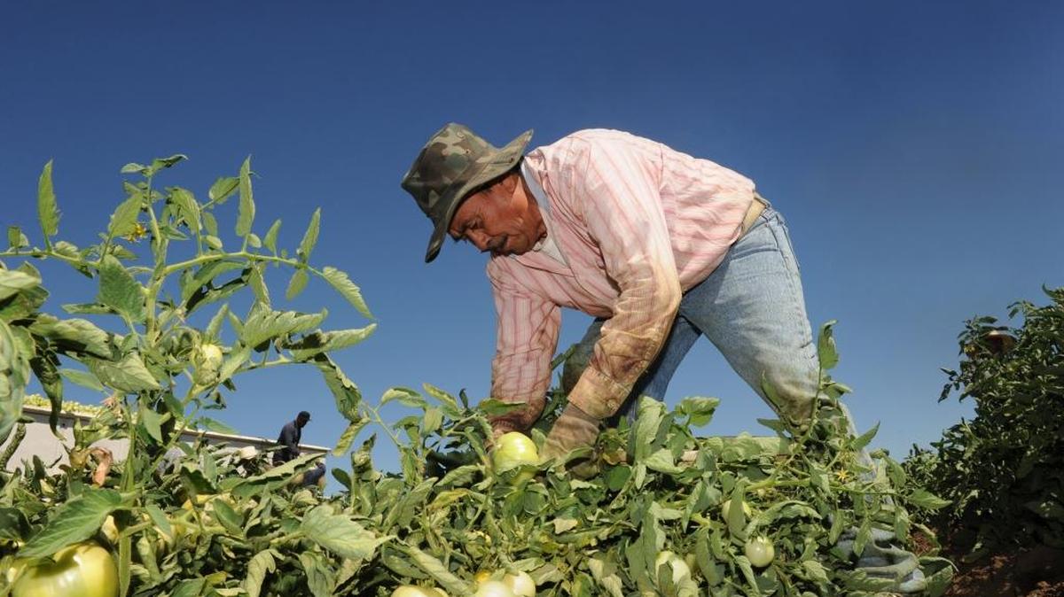
Juvenito Mendez of Madera picks tomatoes during harvest near Planada in 2013. The harvest season continued in Merced County in September, when the county added 1,200 farm jobs since August.

