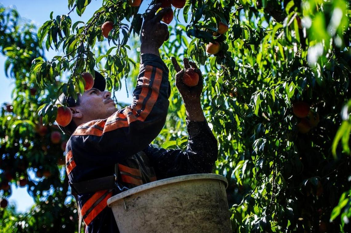 A seasonal decline in farm jobs is one reason for the uptick in Merced County’s unemployment rate for October.