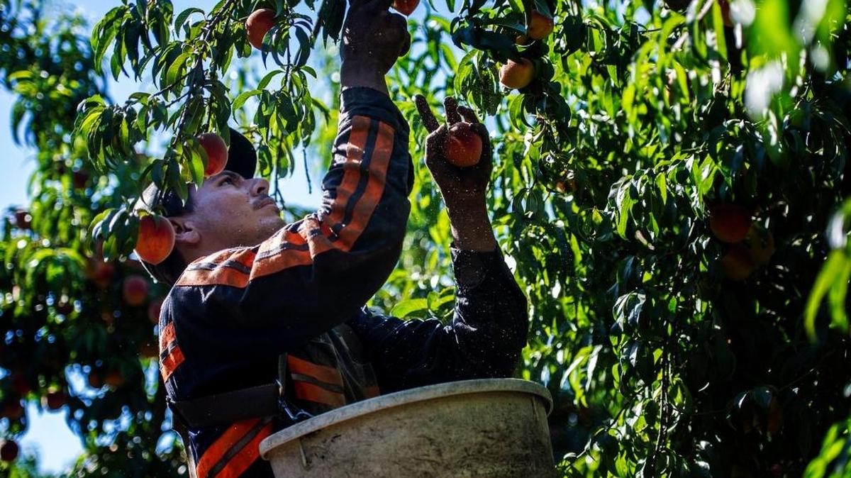 A seasonal decline in farm jobs is one reason for the uptick in Merced County’s unemployment rate for October.