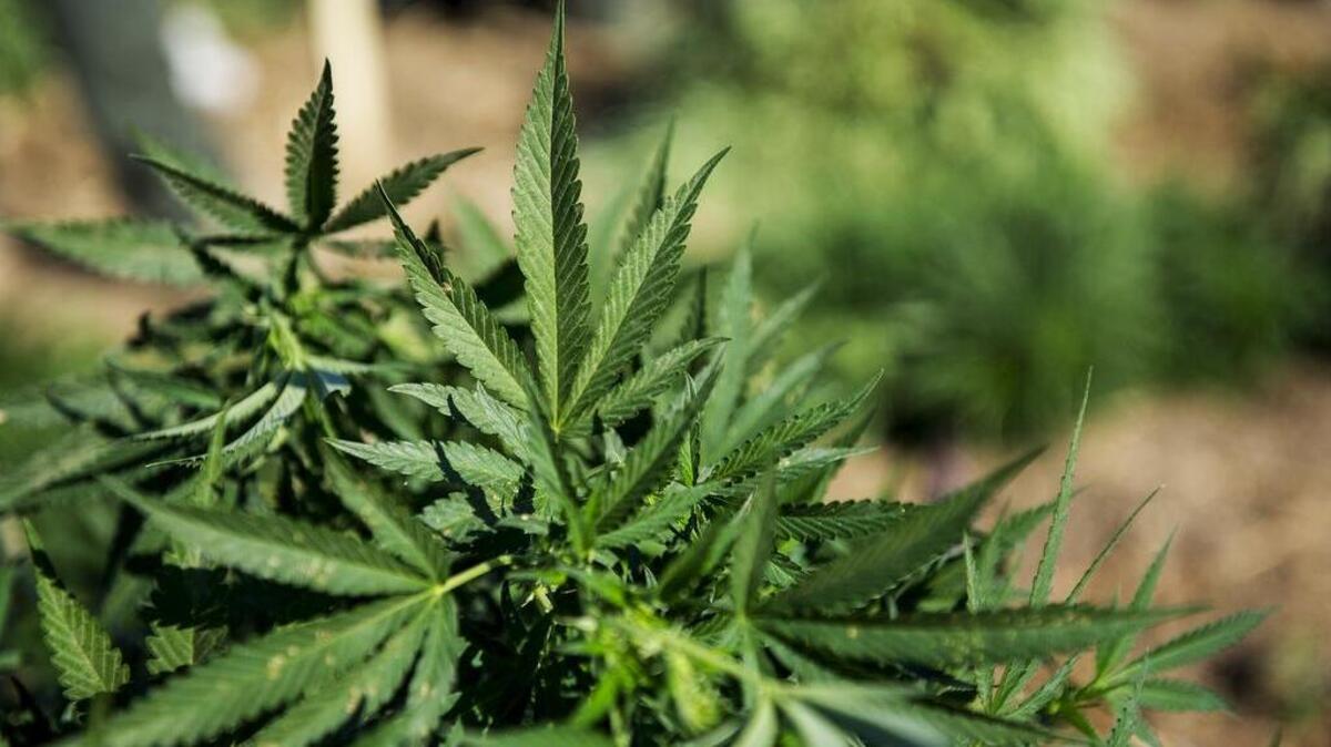 Marijuana plants are removed from behind a house off Highway 59 as the Merced County Sheriff’s Office serves a search warrant in an unincorporated area of the county in August.