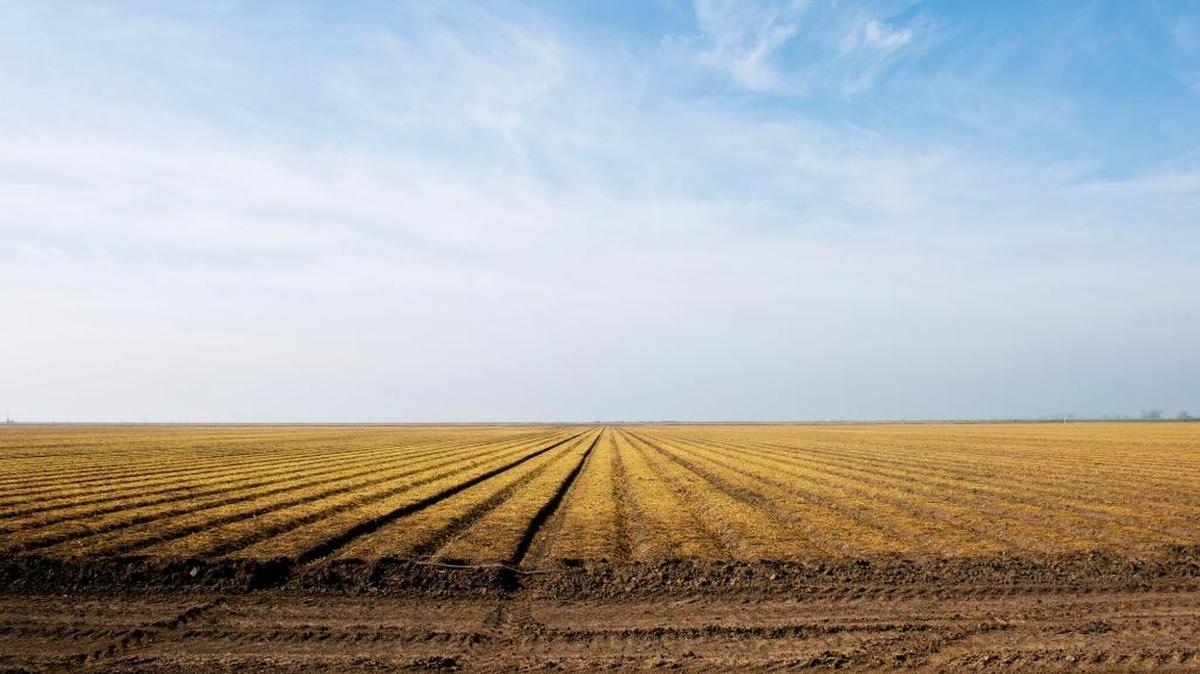 Land is prepared in February for a tomato crop that will use drip irrigation at the San Felipe Ranch on Lone Tree Road in Merced. The ranch has had to fallow 300 acres and extend existing water wells because of the drought and excessive pumping by neighboring ranches.