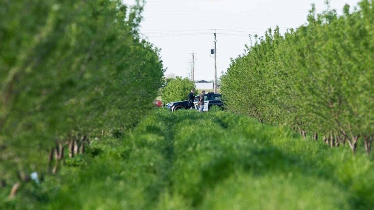 Law enforcement officers take a suspect into custody in the Beachwood/Franklin area of Merced, Calif., on Wednesday, March 29, 2017. Two men bailed out of a car and ran through a field in the area of Franklin and Cardella Roads following a car chase. According to Merced Police Capt. Bimley West, one of the suspects is believed to have thrown a gun out the window of the vehicle during the chase. Merced Police confirmed two men have been arrested.