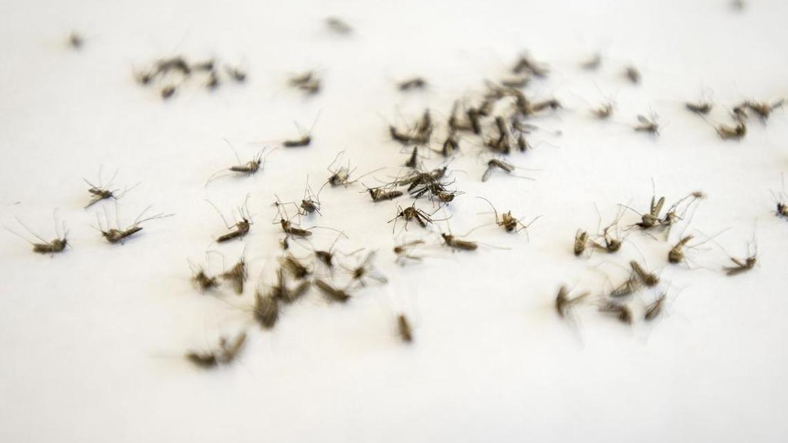 April showers bring ... mosquito season, officials say